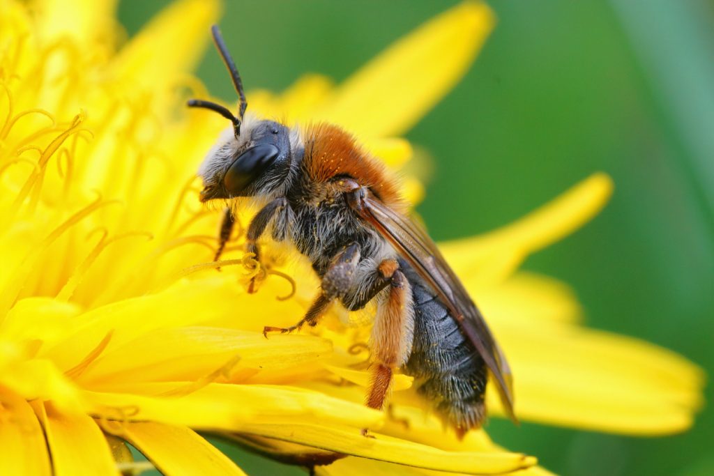 Bees bites cause allergy